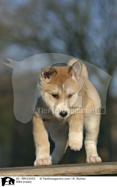 Westsibirischer Laika Welpe / laika puppy / RR-03453