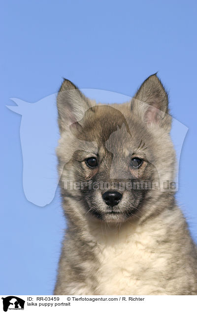 Westsibirischer Laika Welpe im Portrait / laika puppy portrait / RR-03459