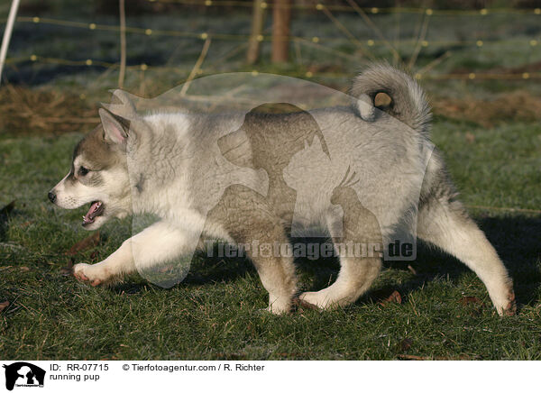 rennender Laika Welpe / running pup / RR-07715