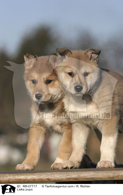 Laika Welpen / Laika pups / RR-07717