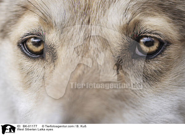 West Siberian Laika eyes / BK-01177