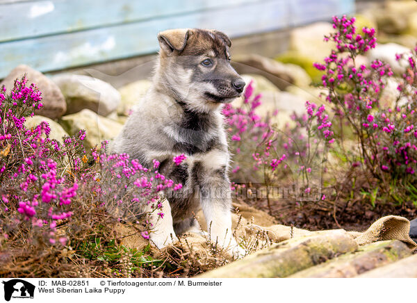 Westsibirischer Laika Welpe / West Siberian Laika Puppy / MAB-02851