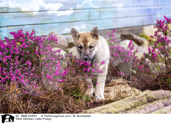 Westsibirischer Laika Welpe / West Siberian Laika Puppy / MAB-02854