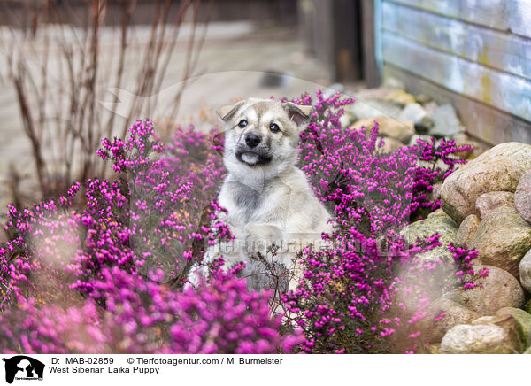 Westsibirischer Laika Welpe / West Siberian Laika Puppy / MAB-02859