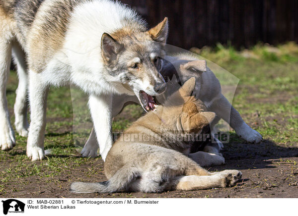Westsibirische Laikas / West Siberian Laikas / MAB-02881