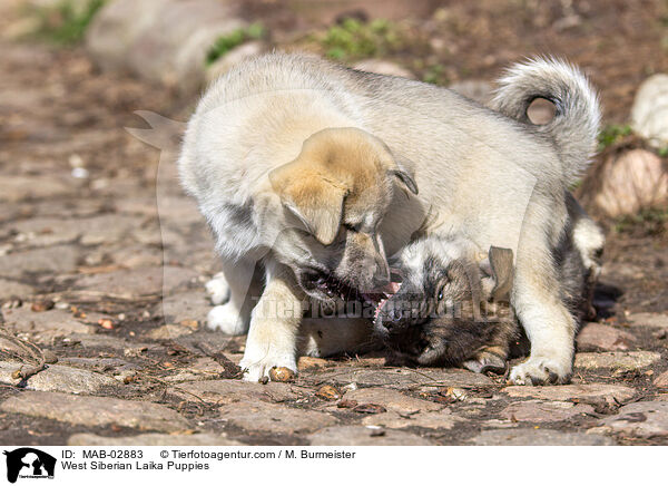 Westsibirische Laika Welpen / West Siberian Laika Puppies / MAB-02883