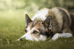 lying West Siberian Laika