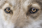 West Siberian Laika eyes