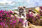 West Siberian Laika Puppy