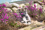 West Siberian Laika Puppy