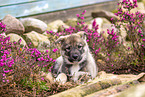 West Siberian Laika Puppy