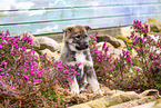 West Siberian Laika Puppy
