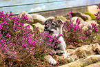 West Siberian Laika Puppy