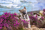West Siberian Laika Puppy