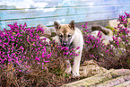 West Siberian Laika Puppy
