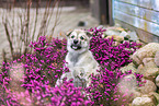West Siberian Laika Puppy