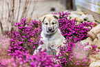 West Siberian Laika Puppy
