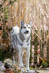 West Siberian Laika
