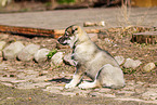 West Siberian Laika Puppy