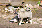 West Siberian Laika Puppies