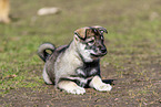 West Siberian Laika Puppy
