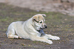West Siberian Laika Puppy