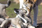 West Siberian Laikas