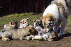 West Siberian Laikas