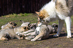 West Siberian Laikas