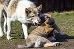 West Siberian Laikas