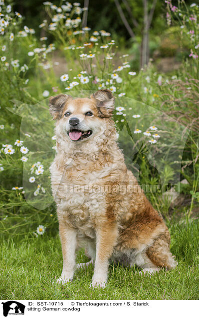 sitting German cowdog / SST-10715