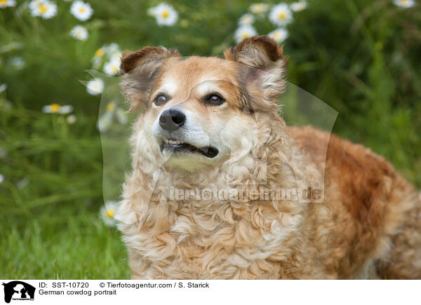 German cowdog portrait / SST-10720
