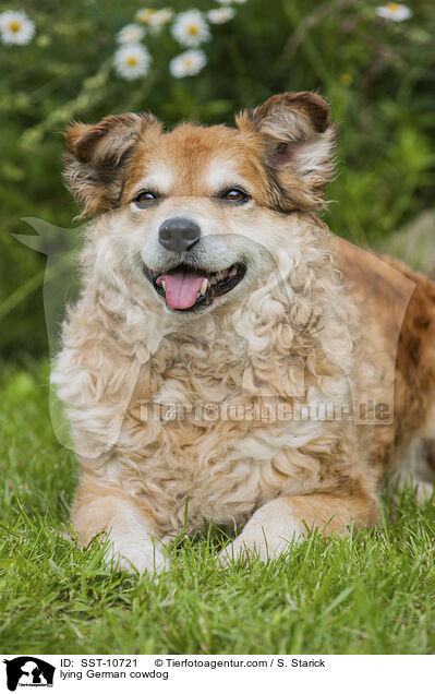 liegender Westerwlder Kuhhund / lying German cowdog / SST-10721