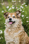 German cowdog portrait