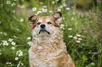 German cowdog portrait