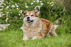 lying German cowdog