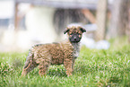 Westerwald Cowdog Puppy