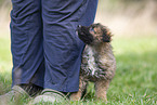 Westerwald Cowdog Puppy