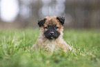 Westerwald Cowdog Puppy