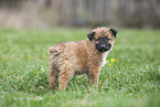 Westerwald Cowdog Puppy
