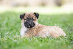 Westerwald Cowdog Puppy