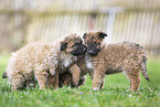 Westerwald Cowdog Puppies