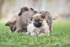 Westerwald Cowdog Puppies