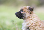 Westerwald Cowdog Puppy