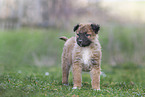 Westerwald Cowdog Puppy