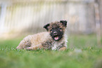 Westerwald Cowdog Puppy
