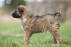 Westerwald Cowdog Puppy