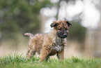 Westerwald Cowdog Puppy