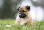 Westerwald Cowdog Puppy
