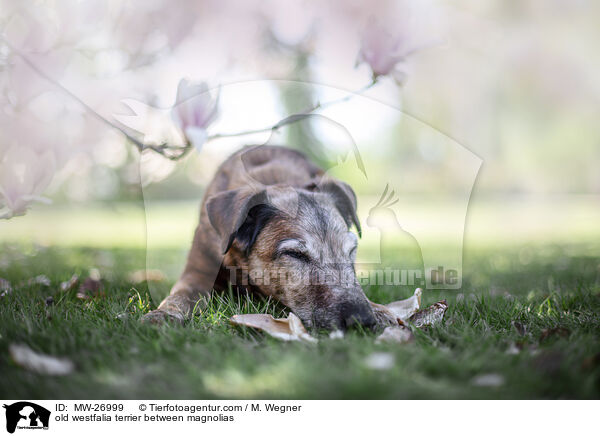 old westfalia terrier between magnolias / MW-26999